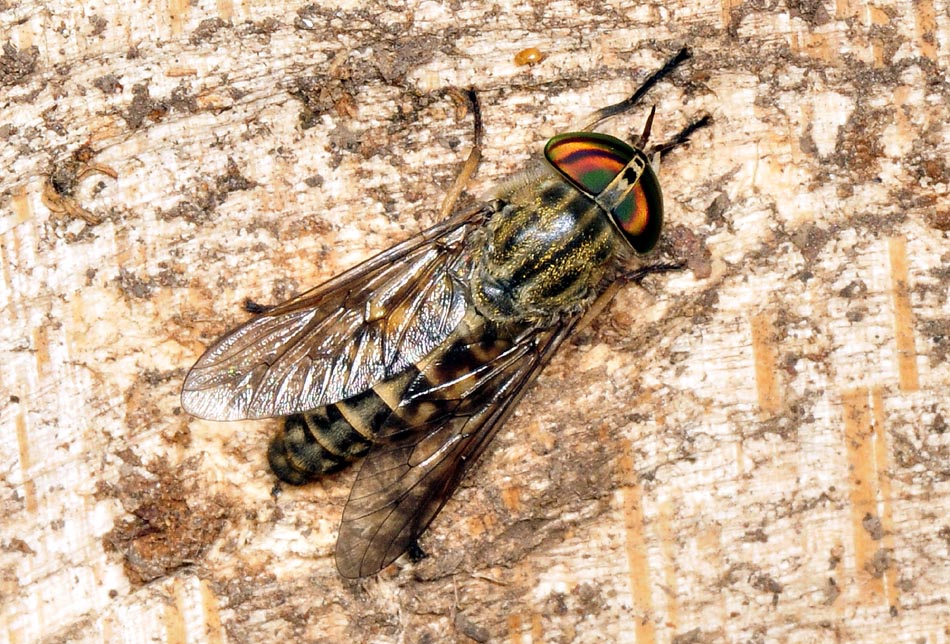 Tabanidae:  cfr. Tabanus glaucopis